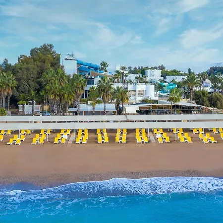 Asteria Collection シダ